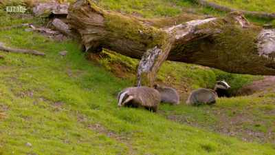 Older badgers have been known
to kill young cubs - Wales: Land of the Wild