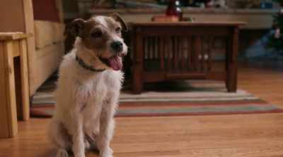 [Oliver] To be honest,
Vinnie P caught a bad rap. - Pups Alone