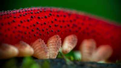 On 40 little legs, - Tiny World