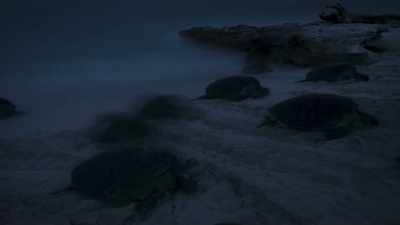 On a few special nights each year, - Planet Earth III
