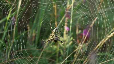On a heathland in Dorset, - Wild Isles