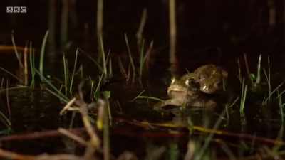 On a night like tonight,
it's easy to get things wrong. - Wales: Land of the Wild