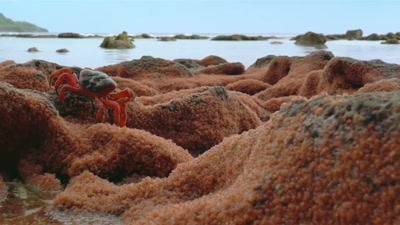 'On an incoming tide, - A Year on Planet Earth