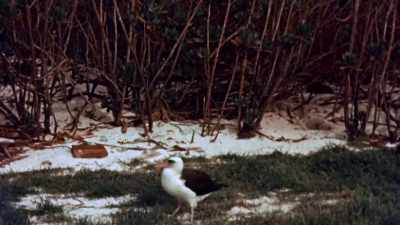 On an island that
will soon become infamous. - The Pacific War in Color