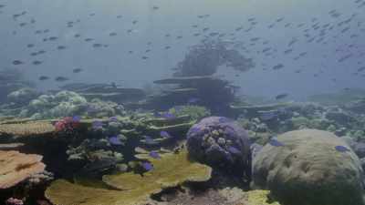 On Australia's great barrier reef, - Oceans: Our Blue Planet