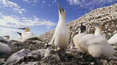 On average, each feeding trip
is over 140 miles long... - Wild Isles