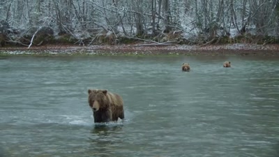 'On average, only one in two cubs
survives the first year. - A Year on Planet Earth