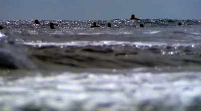 On Cape Cod, dozens
of tourists enjoy - Shark Attack Files