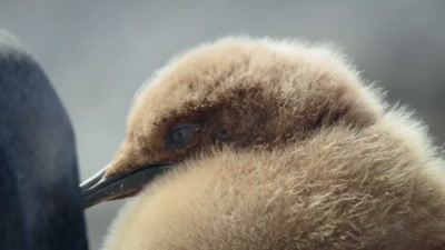 On this coral reef,
they feed fish... - A Year on Planet Earth