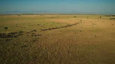 On distant plains,
this timeless journey has begun. - Serengeti