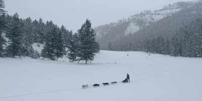 ♪ On that erstwhile
May morning ♪ - The Year of the Dog