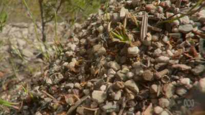 On hotter days,
they switch building materials. - David Attenborough's Tasmania