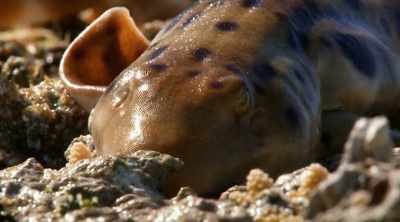 On land it slows its
breathing and heart-rate, - Shark Attack Files