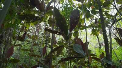 On level ground, a single dedicated
team can keep Miconia in check. - The Green Planet