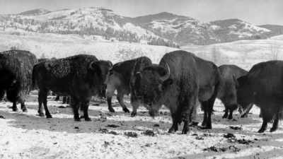 On May 7th, 1894-- - The American Buffalo