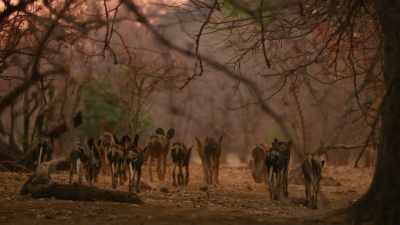 On moonless nights,
the pack would normally rest up - Dynasties