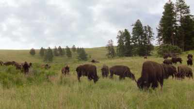 On October 17th, 1909,
the animals were released - The American Buffalo