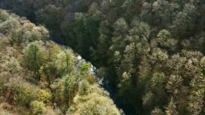 On river banks across Europe, - The Green Planet