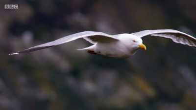 On Skokholm, herring gulls
patrol empty cliff tops. - Wales: Land of the Wild