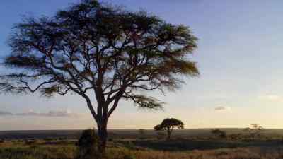 On the African savannah, - Micro Monsters with David Attenborough