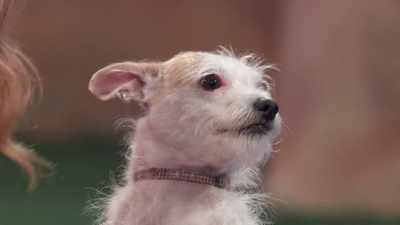 On "The American Rescue Dog Show," - 2022 American Rescue Dog Show