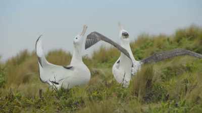 On the Antipodes Islands, it's
becoming increasingly common. - Frozen Planet II