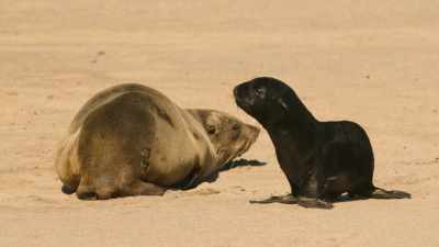 On the beach,
he's an easy target on his own. - Wild Babies