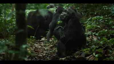 On the border - Chimp Empire