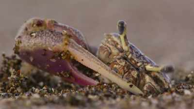On the coast of Panama, - The Secret Lives of Animals