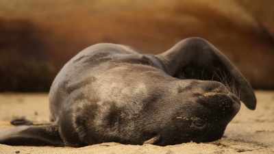 On the desert sand in Namibia, - Wild Babies