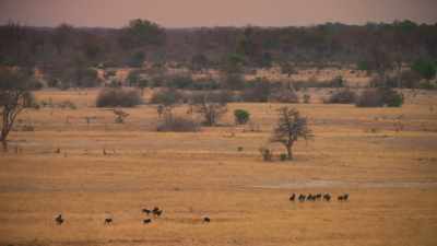 On the far eastern borders,
Blacktip picks up a familiar scent. - Dynasties