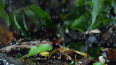 On the forest floor,
the runoff becomes a tidal wave. - Tiny World