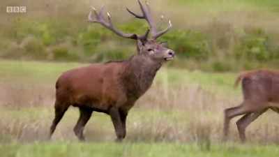 On the higher ground, - Wales: Land of the Wild