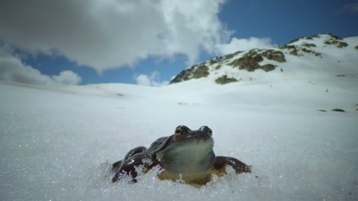 On the largest,
highest plateau in the world, - A Year on Planet Earth