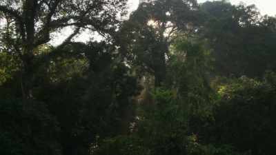 On the lower slopes
of the mountain, - The Green Planet