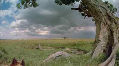 On the maasai mara - Africa: The Serengeti