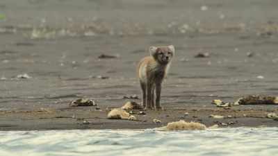 On the opposite bank,
Silver takes it all in. - Wild Babies