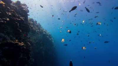 On the outer side is the drop off. - Blue Planet II