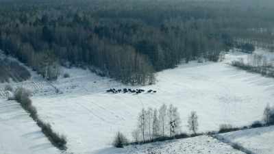 On the plains
between the densely packed trees - Europe From Above