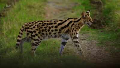 On the planet, after the cheetah, - Britain's Tiger Kings - On the Trail with Ross Kemp