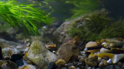 On the riverbed, something stirs. - Wild Isles