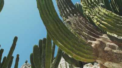 On the Sonoran mainland, where the
cardon is also found, - The Green Planet