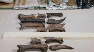 ON THE TABLE ARE THE HAND BONES - Dino Hunters