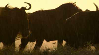 On the tropical plains, - David Attenborough: A Life on Our Planet