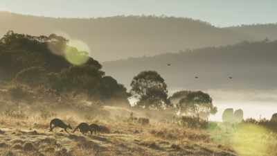 On these grassy plains, - Seven Worlds, One Planet