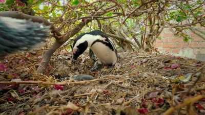 On today's menu... - Penguin Town
