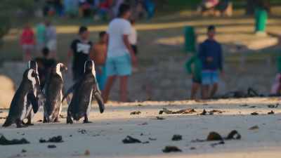 On weekends in Simon's Town,
everyone goes to the shore. - Penguin Town