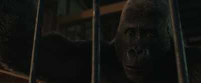 On my word as a silverback, I promise. - The One and Only Ivan