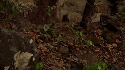 Once a den has been discovered,
it's no longer safe. - Dynasties