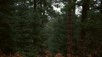 Once a human is killed, - Homicide Hunter: Devil in the Mountains